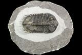 Coltraneia Trilobite Fossil - Huge Faceted Eyes #125238-4